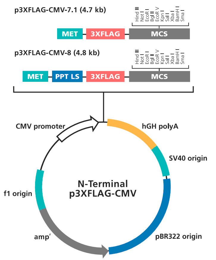 p3XFLAG-CMV-7.1载体图谱